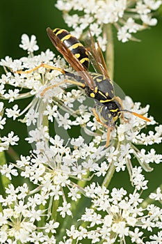 European Paper Wasp - Polistes dominula