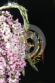 European Paper wasp, Polistes dominula on the flower and black background