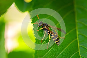 European paper wasp or Polistes dominula on green leaf