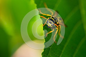 European paper wasp or Polistes dominula on green leaf