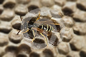 European Paper wasp, Polistes dominula in the nest