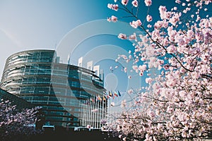 European Parliament in Strasbourg with in bloom sakura cherry