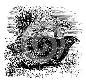 European Partridge vintage illustration