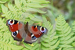 European peacock