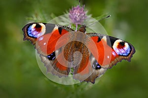 European Peacock, Aglais io, red butterfly with eyes sitting on the pink flower in the nature. Summer scene from the meadow. Beaut