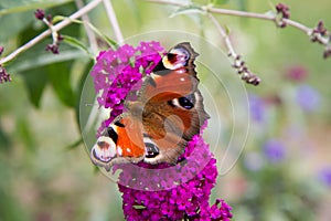 The European Peacock butterfly