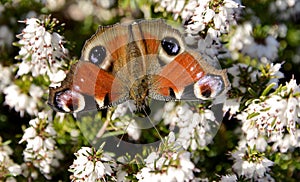 European Peacock butterfly