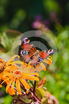 The European Peacock butterfly or Aglais io