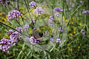 European peacock, Butterfly Aglais io in city urban park flower garden