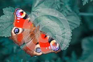 European peacock butterfly (Aglais io). Copy space