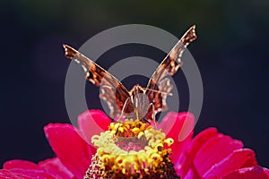 European peacock butterfly (Aglais io). Copy space