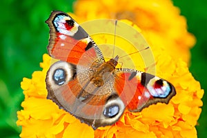 European peacock butterfly (Aglais io). Copy space