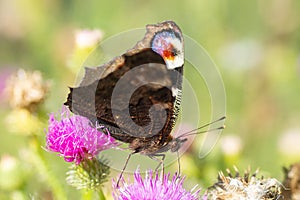 European peacock butterfly (Aglais io). Copy space