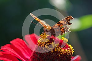 European peacock butterfly (Aglais io). Copy space