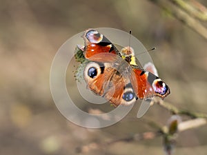 European peacock butterfly Aglais io feeding on catkin