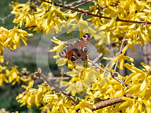 European peacock butterfly (Aglais io) on a shrub with yellow flowers with blurred