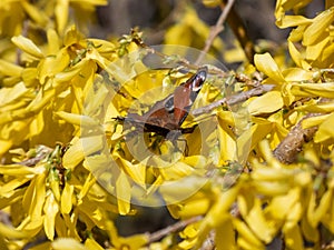 European peacock butterfly (Aglais io) on a shrub with yellow flowers with blurred