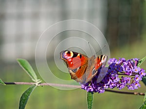 European peacock butterfly Aglais Io sitting on Buddleja davidii