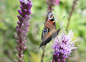 European Peacock butterfly on flower.