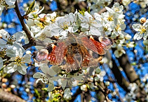 European peacock butterfly -Inachis io, on cherry blossoms