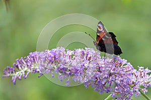 European Peacock Butterfly Inachis io feeding on Buddleia Blossom