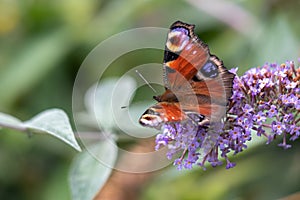 European Peacock Butterfly Inachis io feeding on Buddleia Blossom