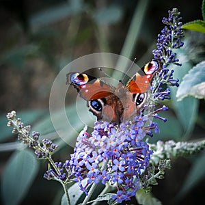 European Peacock butterfly