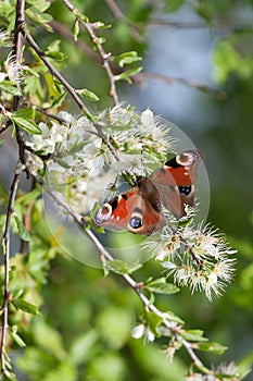 European Peacock butterfly (Inachis io) photo