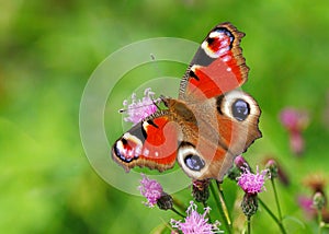 European Peacock Butterfly - Inachis io feeding with wings open.