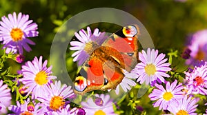 European peacock butterfly, inachis io, in purple wild flower meadow