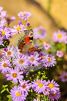 European peacock butterfly, inachis io, in purple wild flower meadow