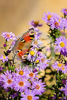 European peacock butterfly, inachis io, in purple wild flower meadow