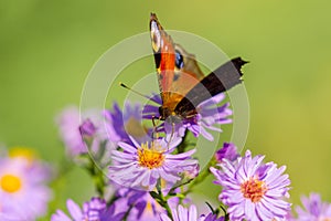 European peacock butterfly, inachis io, in purple wild flower meadow