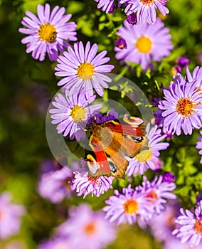 European peacock butterfly, inachis io, in purple wild flower meadow