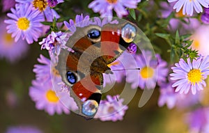 European peacock butterfly, inachis io, in purple wild flower meadow