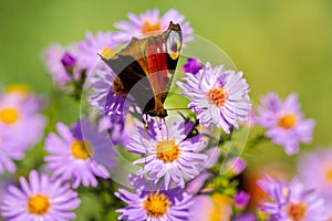 European peacock butterfly, inachis io, in purple wild flower meadow