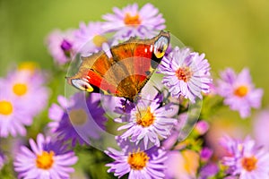 European peacock butterfly, inachis io, in purple wild flower meadow