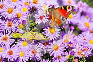 European peacock butterfly, inachis io, in purple wild flower meadow