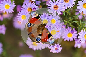 European peacock butterfly, inachis io, in purple wild flower meadow