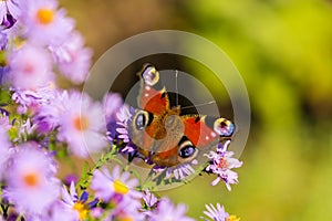 European peacock butterfly, inachis io, in purple wild flower meadow