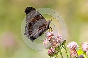 European Peacock Butterfly - Inachis io with wings closed while feeding.