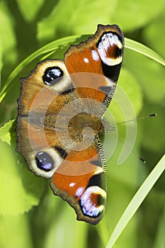 European Peacock butterfly in natural habitat / Inachis io