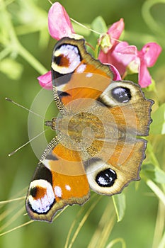 European Peacock butterfly in natural habitat / Inachis io