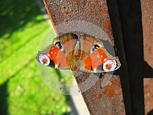 European Peacock butterfly rests in sunshine