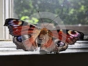European Peacock butterfly sitting on a window