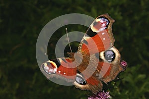 European Peacock (Inachis io)