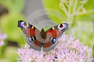 European Peacock (Inachis io)