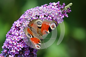 European Peacock (Inachis io)