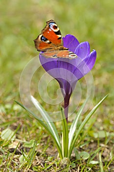 European Peacock Inachis io and Crocus Crocus L. Saffron in the spring