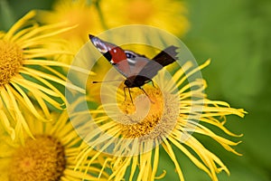 The European Peacock Inachis io, or the Peacock butterfly